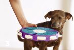 Dog educational toys For Sale